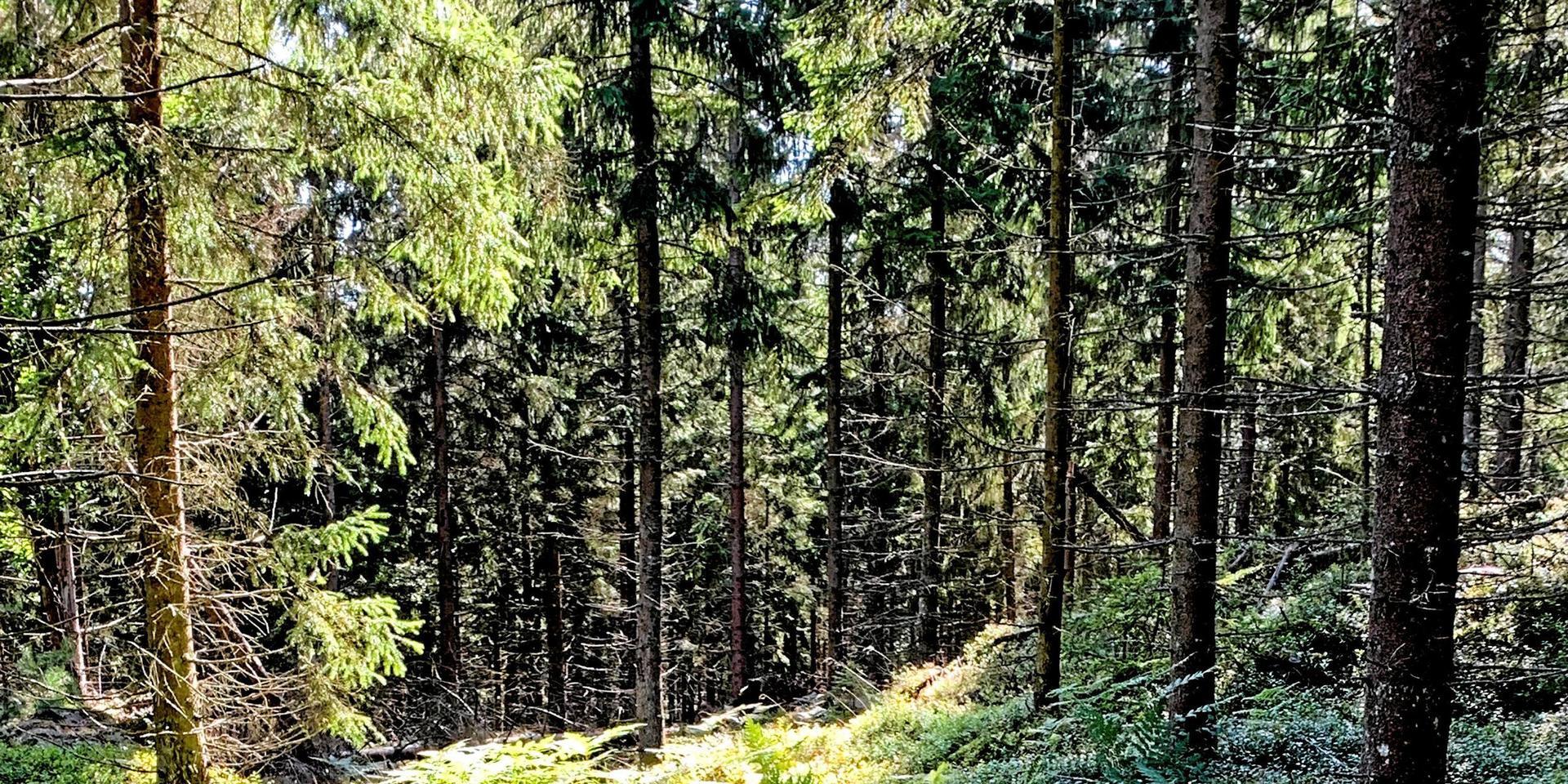 Risvedens underbara skog har blivit ett offer för en exploatering, där resultatet har blivit en hjärtskärande katastrof, skriver signaturen ARE.