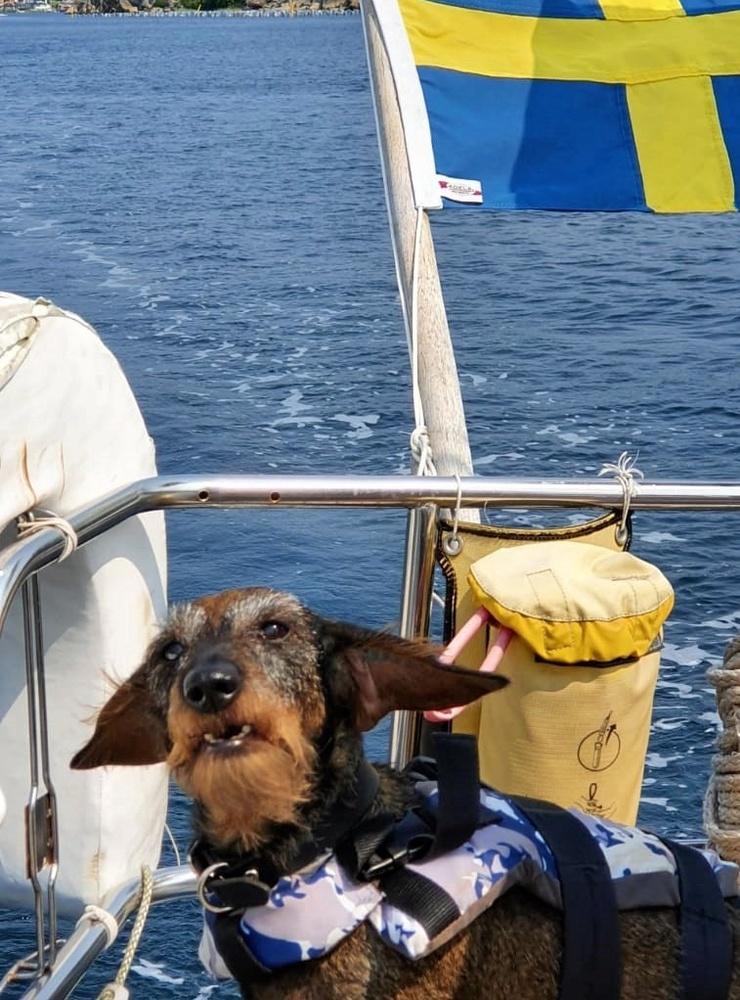 Här kommer en sommarbild på taxen Ia, som älskar att åka båt! Foto: Emma Svärd