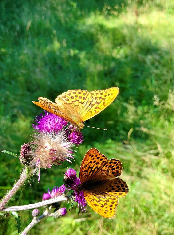 Sommarfjärilar fotade av Jessica Gillberg.