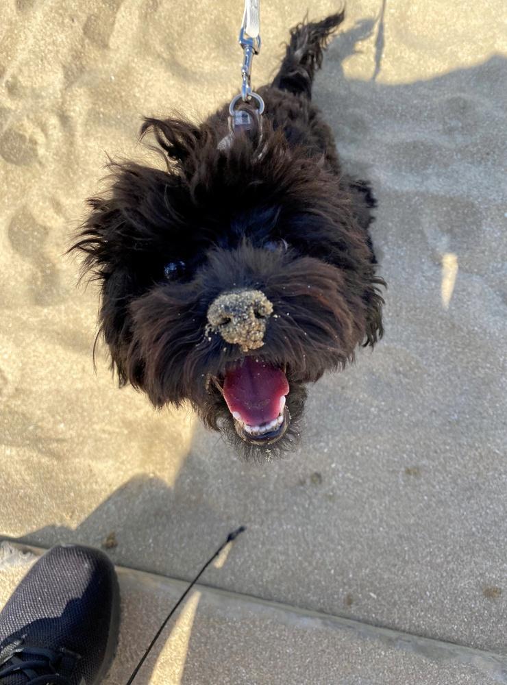 &quot;Millie älskar sand&quot;