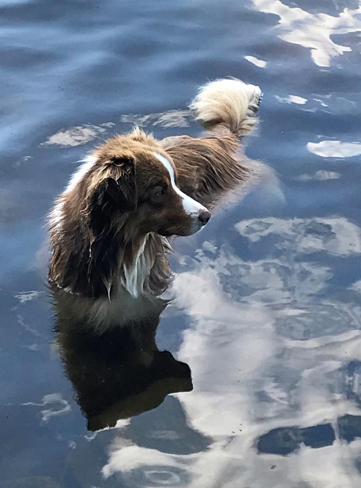 Dexter, Australien shepherd 3 år, badar i Sävelången. Molnen speglar sig i den spegelblanka sjön.