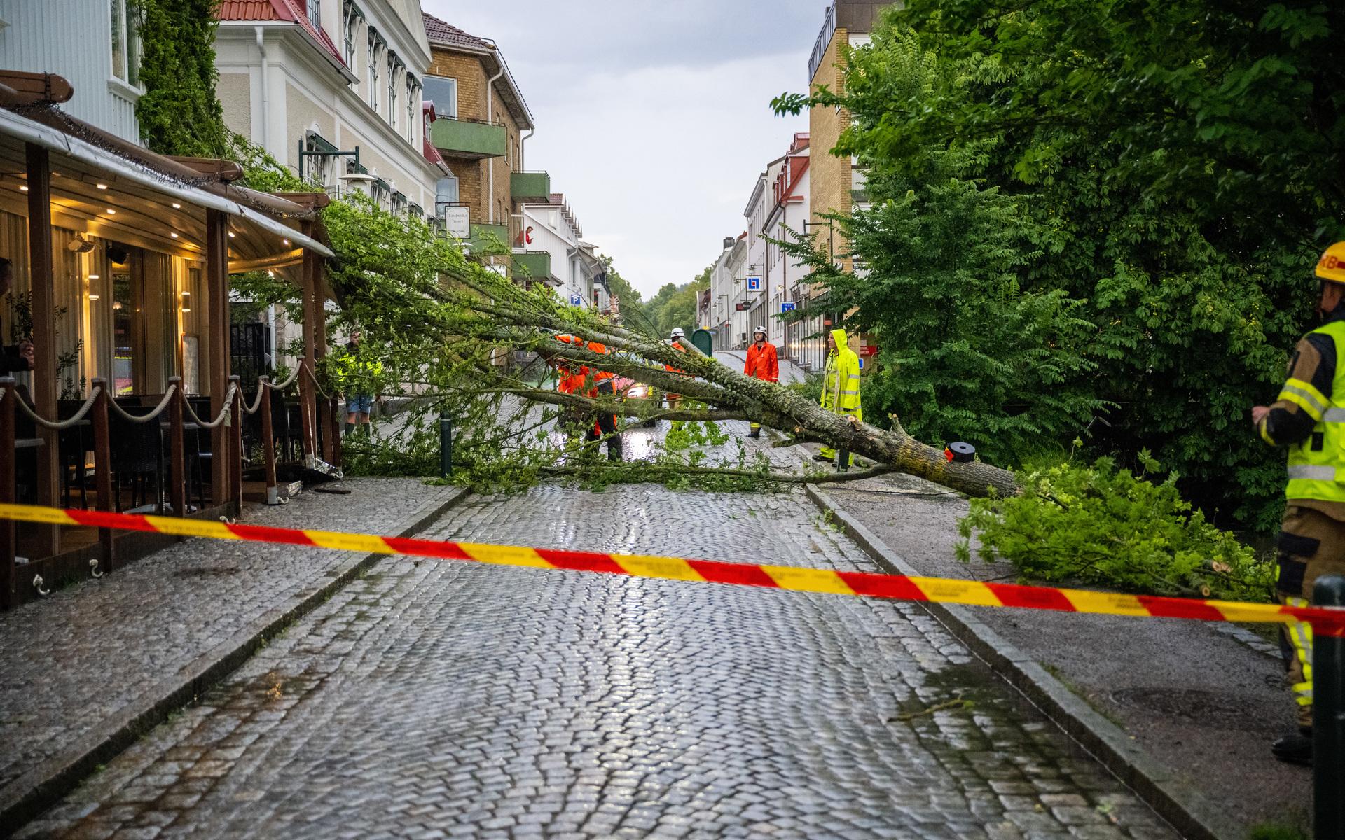 Träd föll över Norra Strömgatan - mycket nära restaurang Amvrosia.