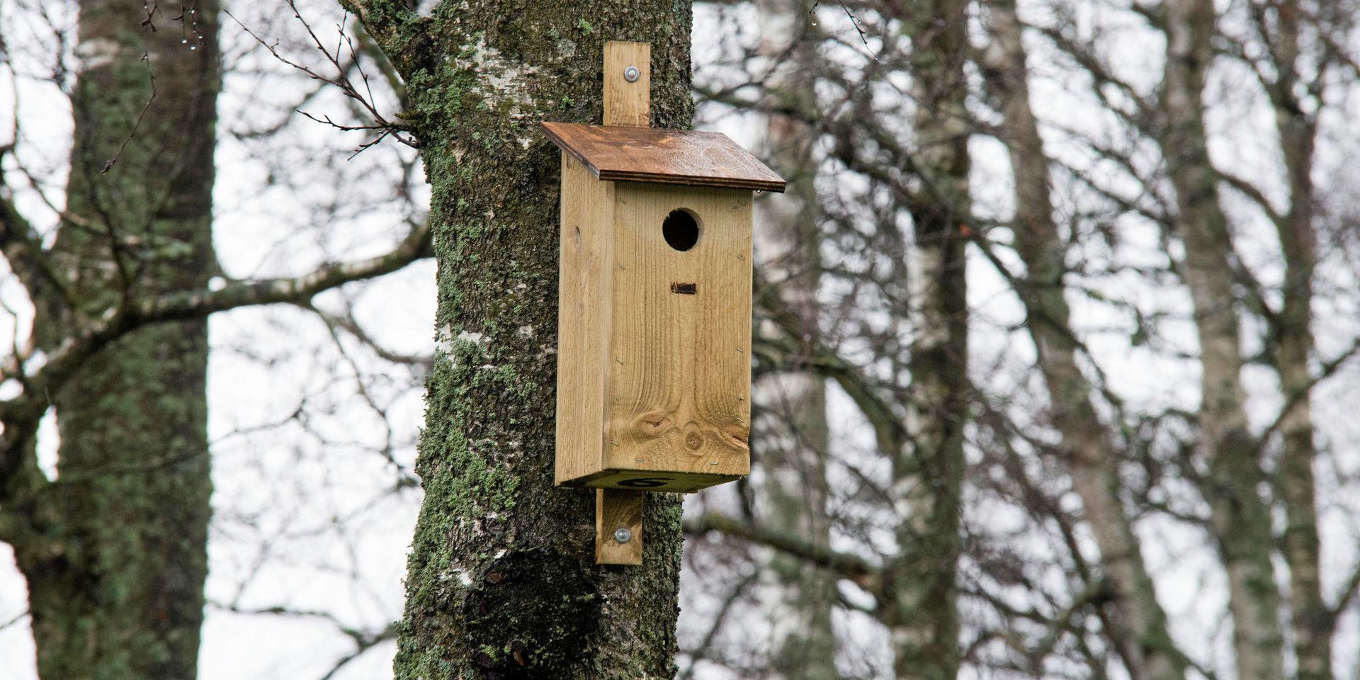 Vårgårda kommun har 300 fågelholkar som ska sättas upp för att bidra till ökat fågelliv.
