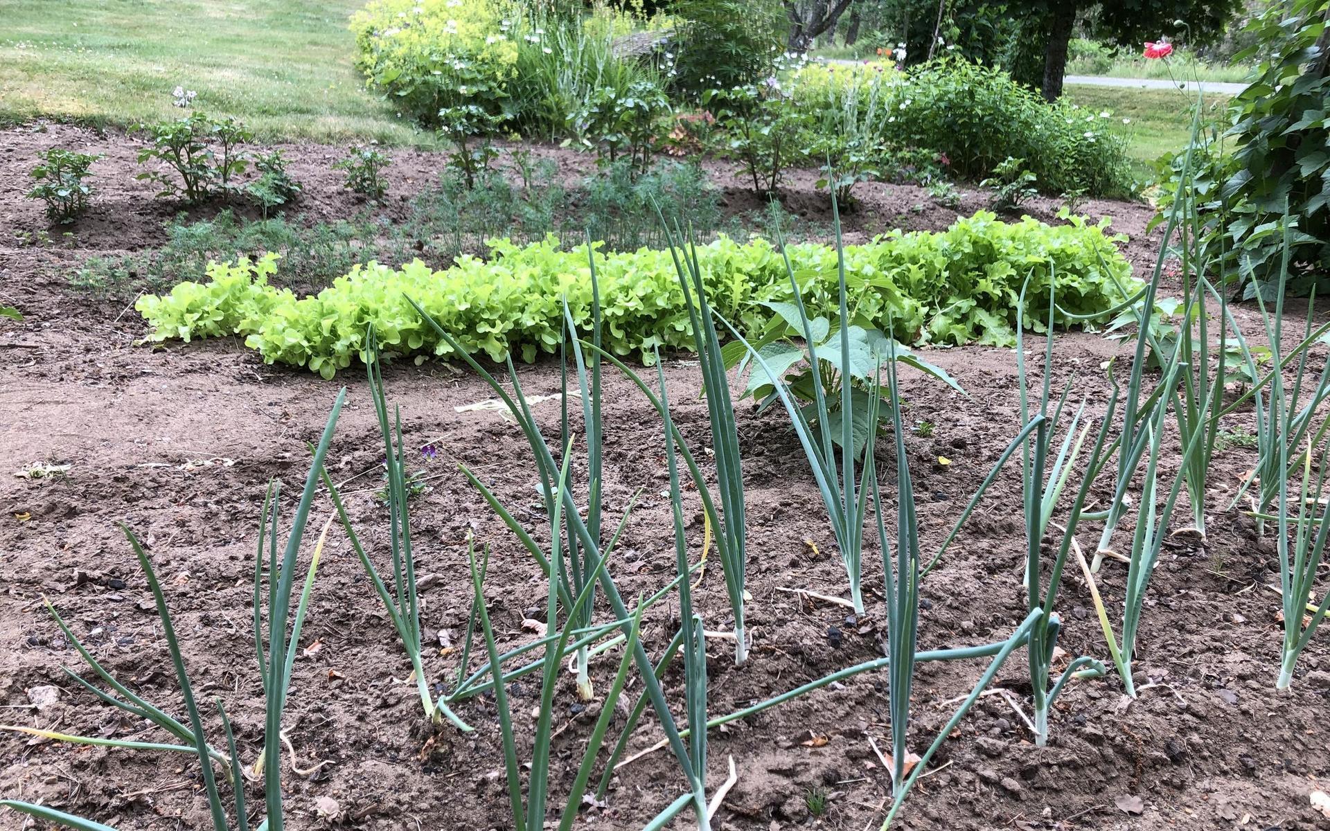 I trädgården odlar man grönsaker och bär. 