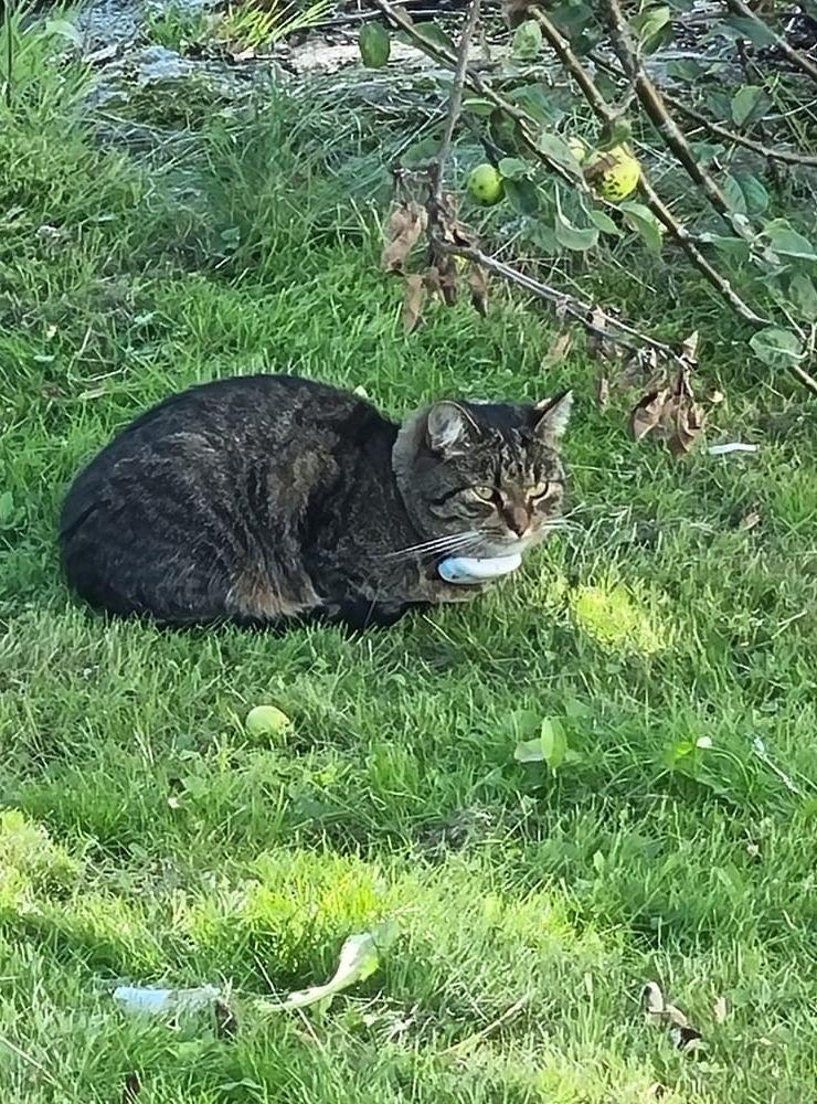 En sommarhälsning från katten Oskar som myser på gräsmattan och springer och leker
