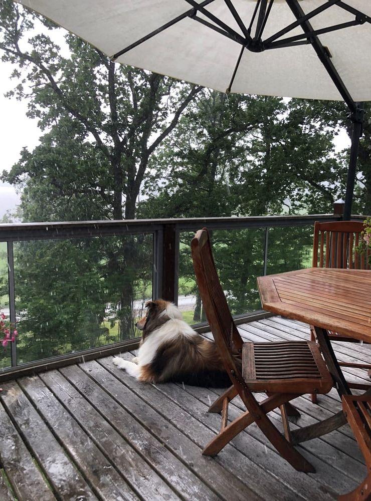 Vad gör det om det regnar när det finns parasoll, tycker Simba. Hälsningar, Kristina Gunnarsson.