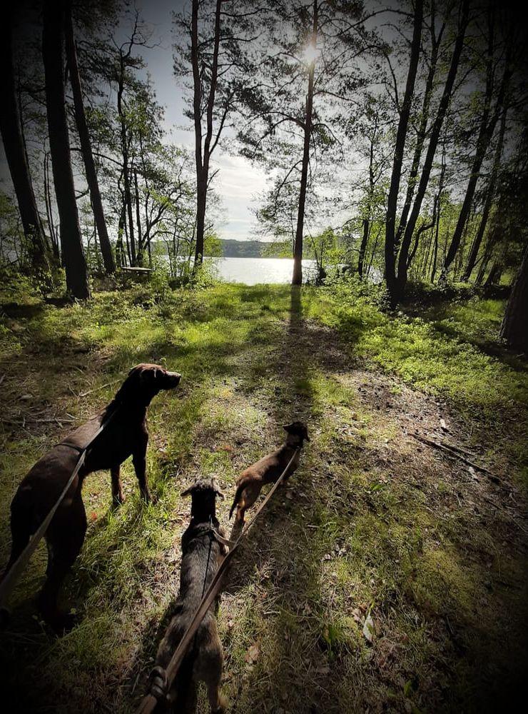 En härlig morgonpromenad med våra hundar vid sjön Anten hälsar Ninni.