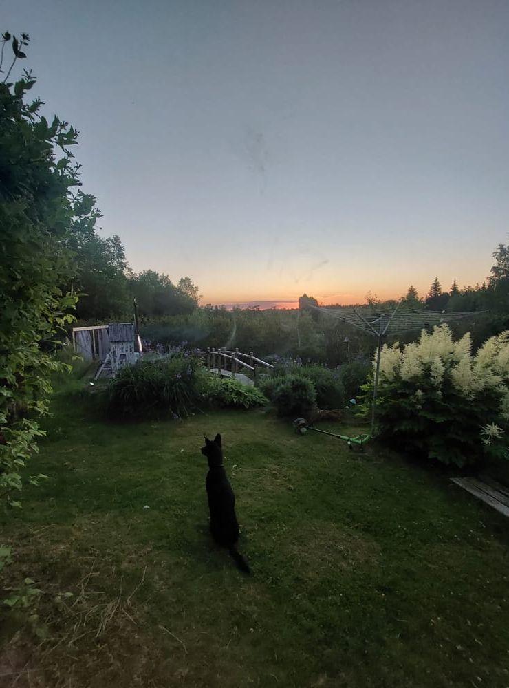 Solnedgång i Närsbo , min thailändska gatuhund och min trädgård syns på bilden.