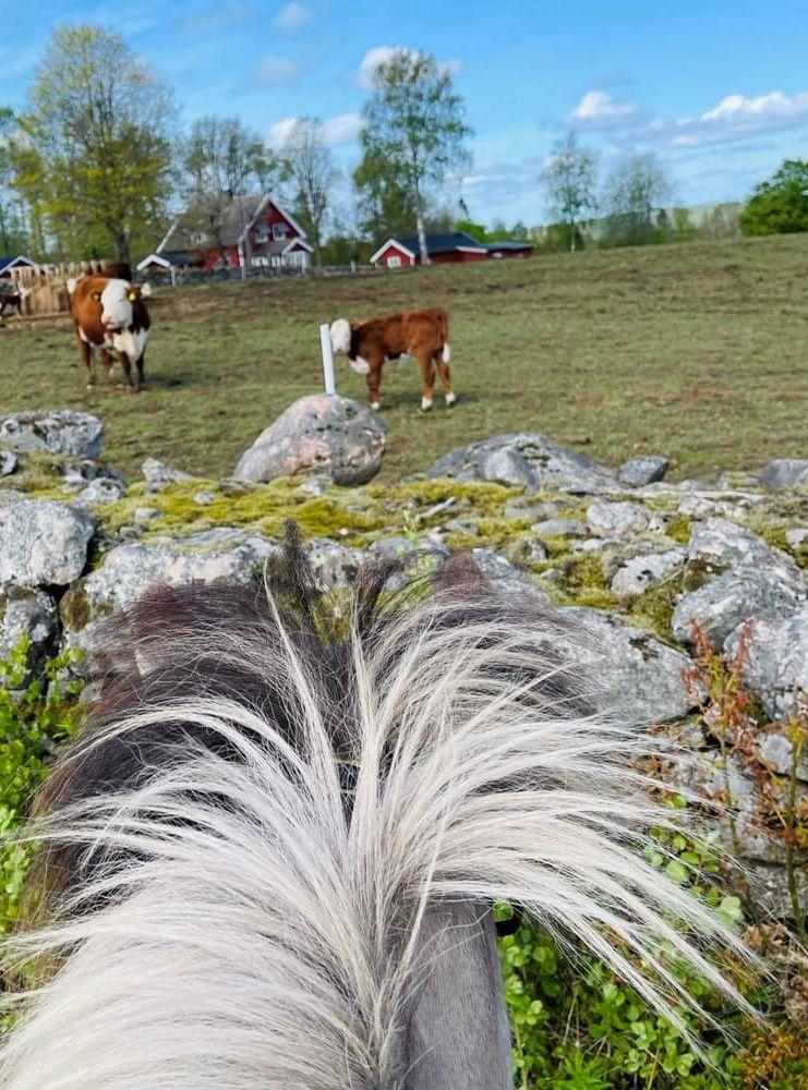 Islandshäst Litli-Dugur och vackra mamma Mu med kalv önskar alla en fin sommar. Ta hand om varandra!