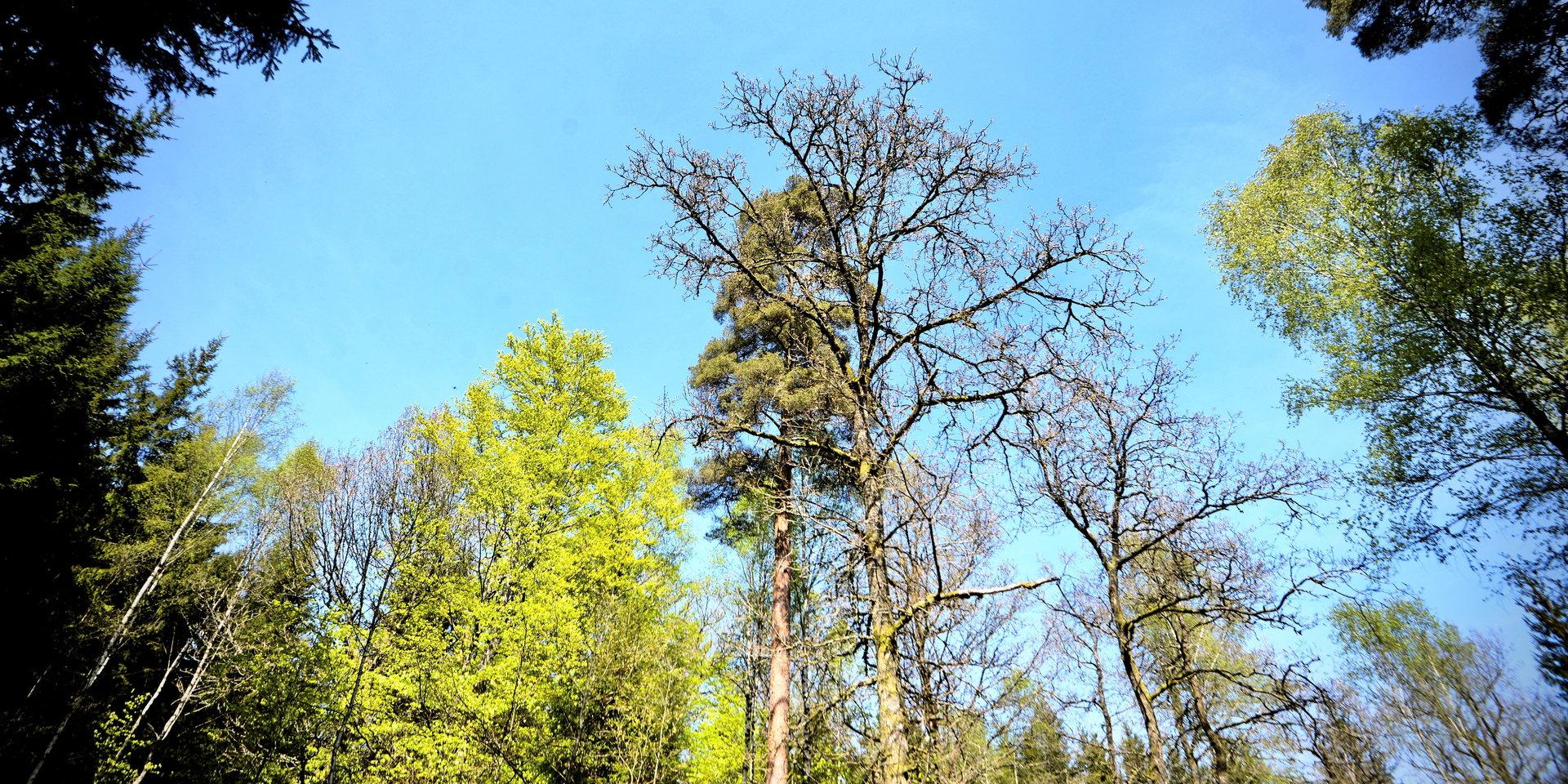 Högre temperaturer och granens utbredning sätter den svenska skogen i en farlig sits. Det är hög tid att klimatanpassa Västra Götalands skogar, skriver Skogssällskapet.