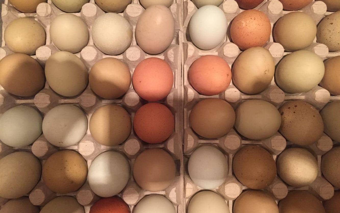 Ägg från frigående höns i Horla behöver inte målas!