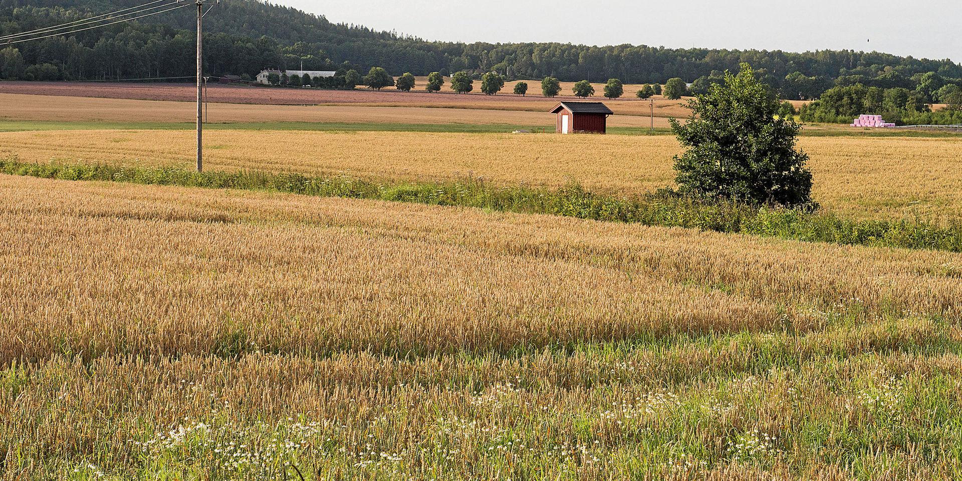 Flera aktuella planärenden i Alingsås kommun berör jordbruksmark. Ett av de senaste är det hastverk i Bälinge där man planerar för en logistikanläggning, skriver insändarskribenterna.